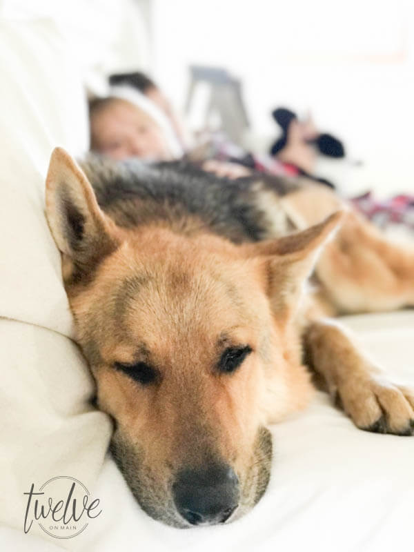 Why I switched my sleep number bed for the new Voila bed! Check out my Voila Mattress review and see for yourself! Even my German Shepherd loves it!