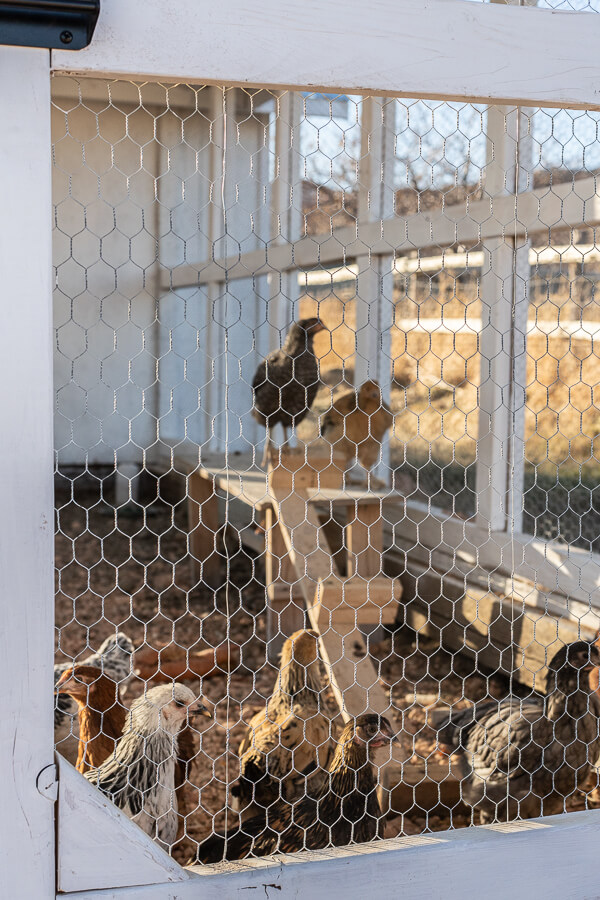 Want to get baby chicks? Read this! Learn how to raise baby chicks and get everything you need to know about them and how to care for them.