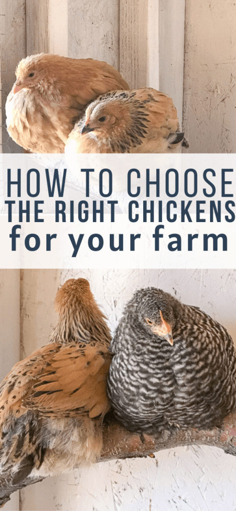 All you need to know about chickens before you add them to your backyard farm.  How to choose the right chicken breeds and what factors to consider.