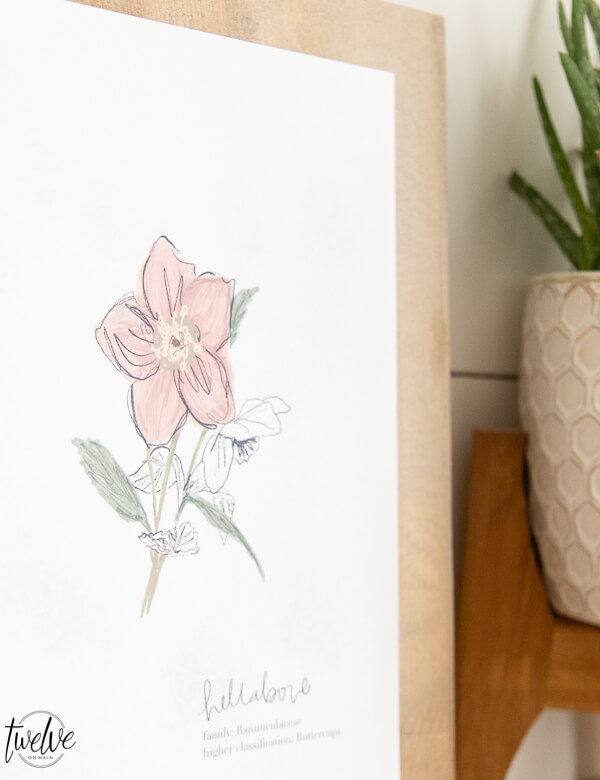 Get these free spring printables right now! These botanical illustration printables are FREE right now as well as exclusive access to my printable library and all the printables in it!