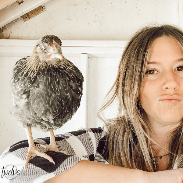 Some chickens breeds are docile and some are not! What chicken breeds are right for your backyard flock? Do you want chickens laying green eggs, or maybe chickens laying blue eggs? This post has everything you need to know to choose the right chickens for your family!