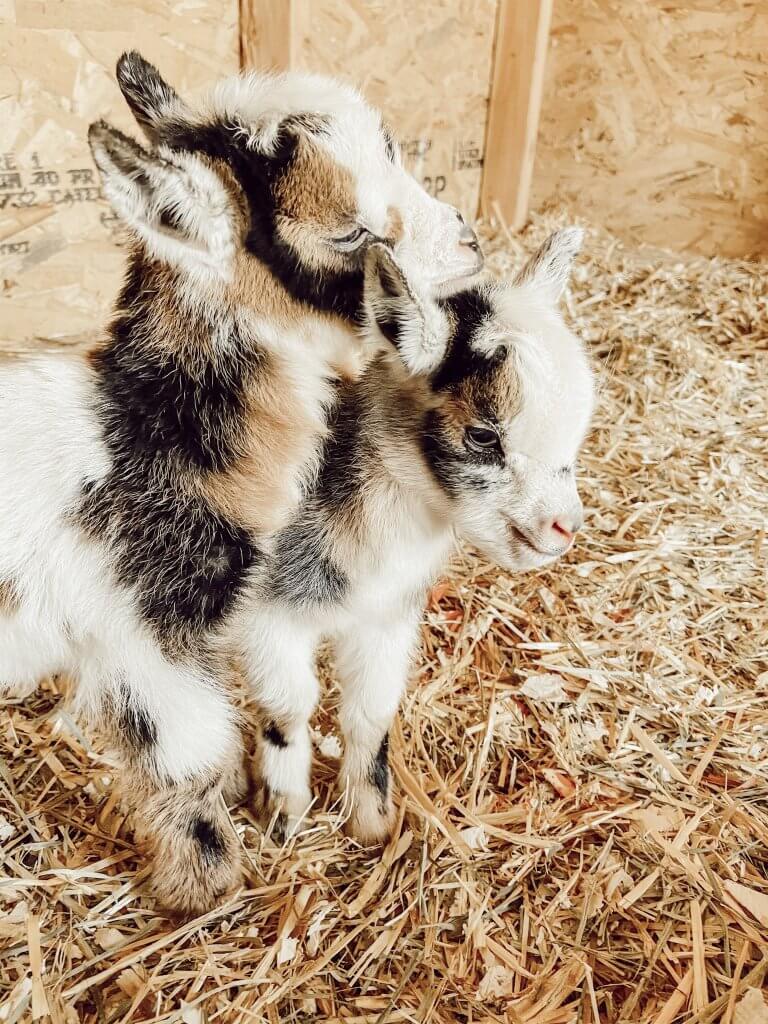 Nigerian dwarf baby goats are the bright spot on our farm.  Come have a look and enjoy our glimmer of hope.