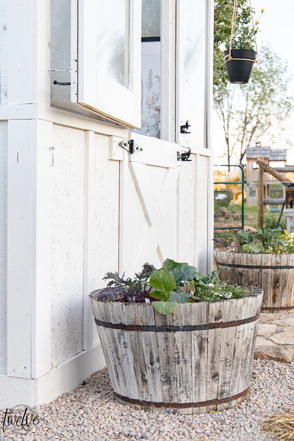 Wine barrel planters in the garden full of veggie plants, including broccoli, kale, and cabbage! Gorgeous and delicious!