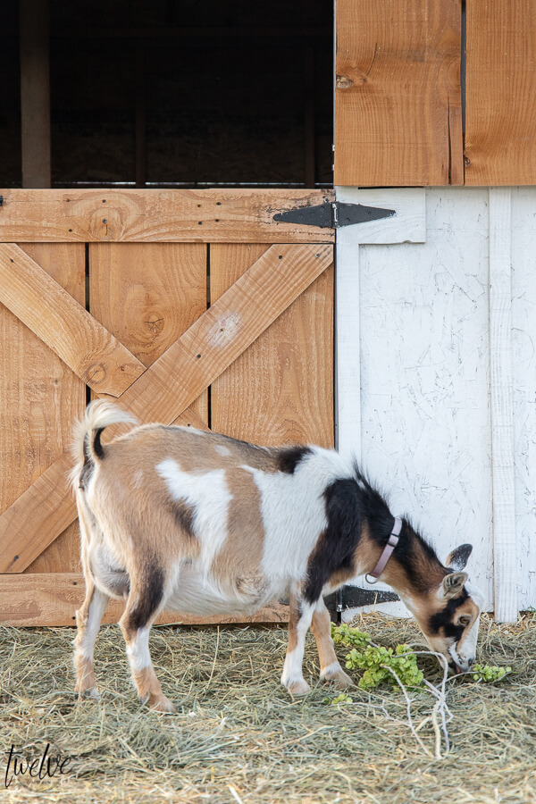 Check out this amazing simple and stylish white and rustic small livestock barn!  Looking for goat shed ideas? We combined function, along with a rustic dutch door, a stylish solar light, rustic shake roof, white board and batten, and so much more to create a simple but stylish goat house!