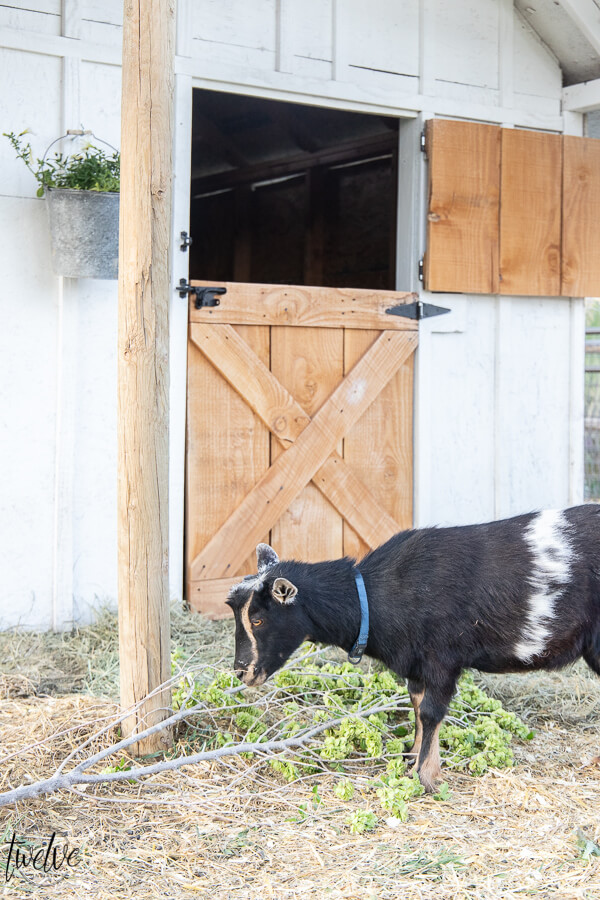 Looking to add goats to your small backyard farm or large farm?  This post explains what are goats good for and what breed is right for you.