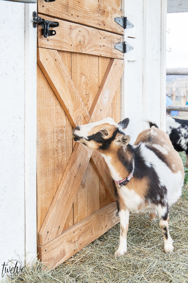 Check out this amazing simple and stylish white and rustic goat house!  Looking for goat shed ideas? We combined function, along with a rustic dutch door, a stylish solar light, rustic shake roof, white board and batten, and so much more to create a simple but stylish goat house!