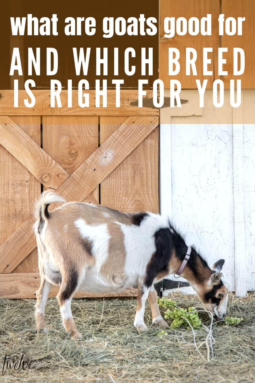 Looking to add goats to your small backyard farm or large farm?  This post explains what are goats good for and what breed is right for you.