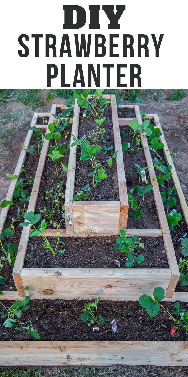 Make this amazing strawberry planter this year and enjoy a bountiful harvest of those wonderful fruits. Its easy to make with detailed plans! The tiered levels allow for more planting, and the plants can tellis down to prevent damaged fruit.