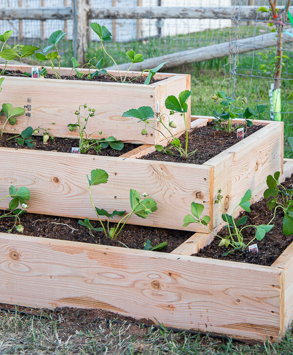 Make this amazing strawberry planter this year and enjoy a bountiful harvest of those wonderful fruits. Its easy to make with detailed plans! The tiered levels allow for more planting, and the plants can tellis down to prevent damaged fruit.