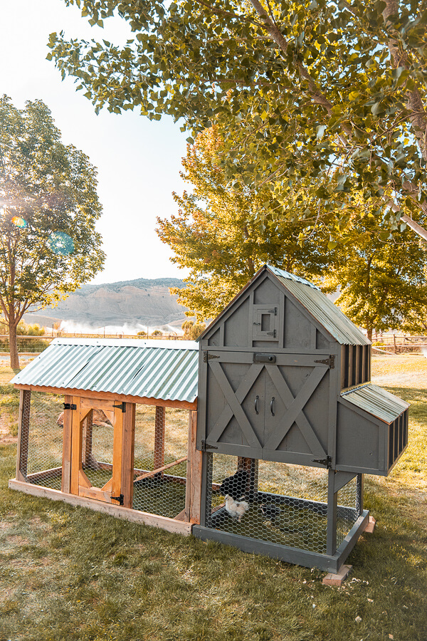 This small chicken coop is the newest addition to the farm. It is adorable and super functional with a removable floor, easy access and more! This chicken coop will house between 4-6 chickens in the coop. It has easy access to the eggs and nesting boxes. The coop is raised with a run underneath it. There are so many great features to this small chicken coop and to top it off it is stylish too!
