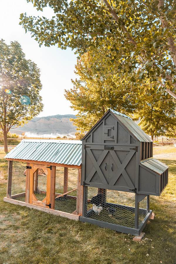 New Adorable and Functional Small Chicken Coop on the Farm