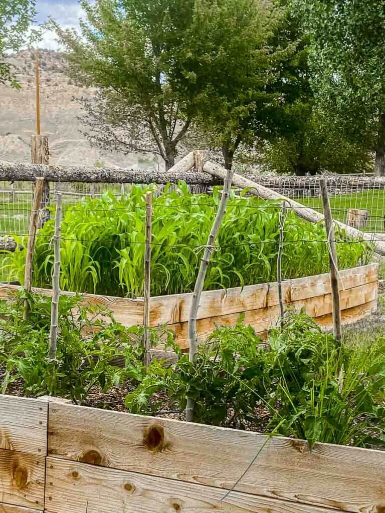 The Best Plants for Raised Garden Beds